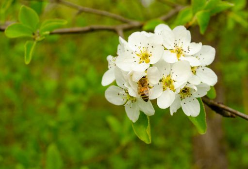 Bee collecting nectar from a flower in sunny spring day