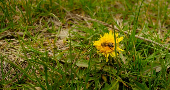 Bee collecting nectar from a flower in sunny spring day