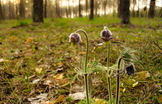 Fresh meadow anemone, small pasque flower with dark purple cup like flower, yellow pistils and hairy stalk growing in meadow on a spring sunny day,