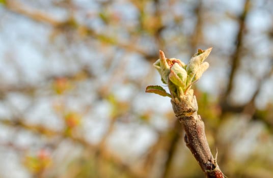 Beautiful view of a young branch of an apple tree, selective focus