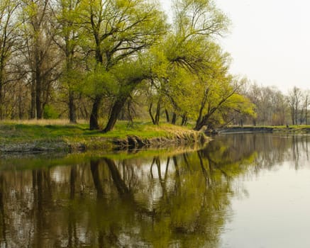 Spring landscape with a river and a grove of trees reflecting in the river.