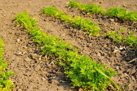 Young parsley on the ground on a Sunny morning, thin stalks of green young parsley grow on freshly plowed land in a garden bed