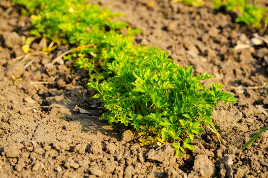 Young parsley on the ground on a Sunny morning, thin stalks of green young parsley grow on freshly plowed land in a garden bed