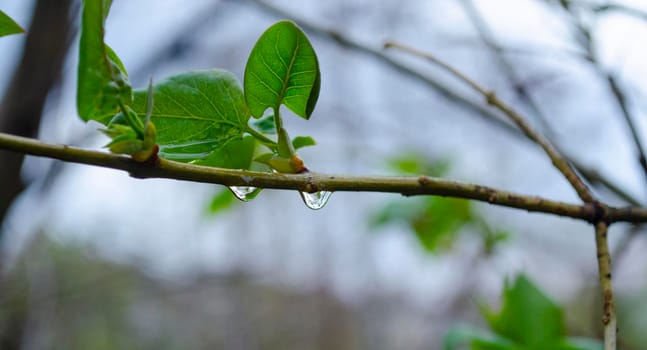 Raindrops on coniferous branches close-up. Soft focus, low key. Atmospheric natural photography.