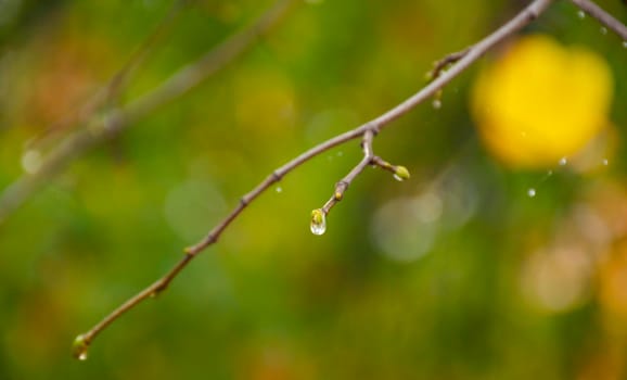 Raindrops on coniferous branches close-up. Soft focus, low key. Atmospheric natural photography.