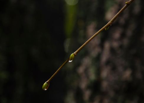 Raindrops on coniferous branches close-up. Soft focus, low key. Atmospheric natural photography.