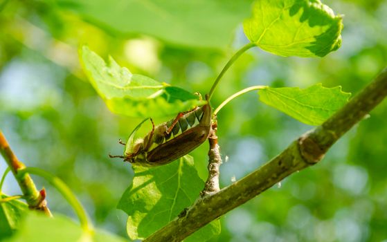 European chafer beetle on a green leaf closeup side macro photo, old hairy beetle looking for food, bokeh background.