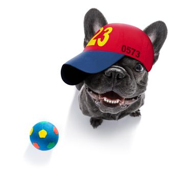 cool casual look french bulldog dog wearing a baseball cap or hat ,toys around ready to play
