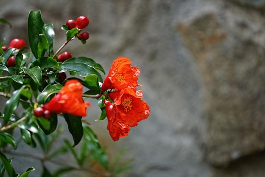 red flower of a flowering pomegranate on blurred background of grey stone walls