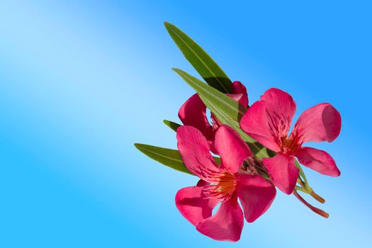 Isolated pink oleander flower on a blue background.