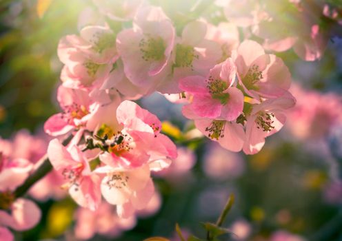 Pink petals of spring flowers on long branches attract insects to collect nectar