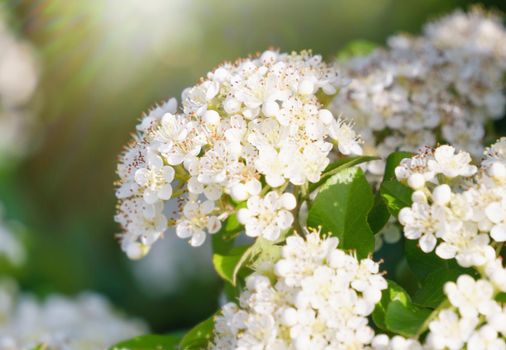 bushes with small white flowers on a background of green leaves