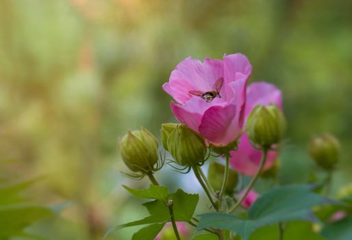 Pink hibiscus flower with a nectar-gathering bee on blurred green background.