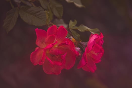 vintage floral background with red roses on a dark background with glow