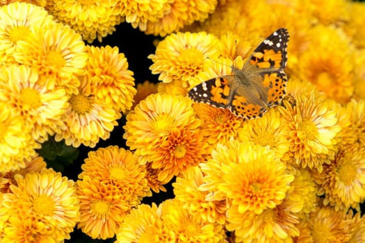 The natural backdrop of bright yellow chrysanthemums sitting on a butterfly