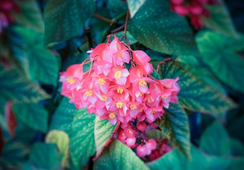 vintage floral background with flowers begonias on the background of blurred leaves