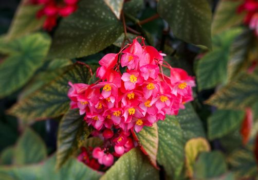 floral background with pink flowers begonias on a background of green leaves