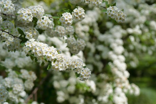 bushes with small white flowers on a background of green leaves