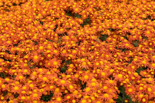 Beautiful chrysanthemum flowers orange.
