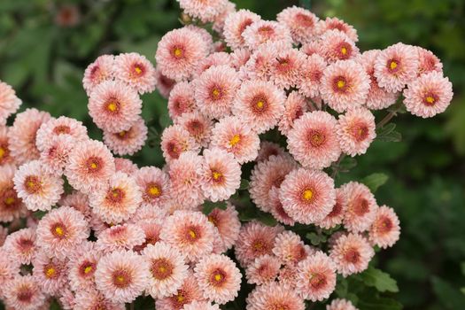 Pink chrysanthemum flowers on a green Bush.
