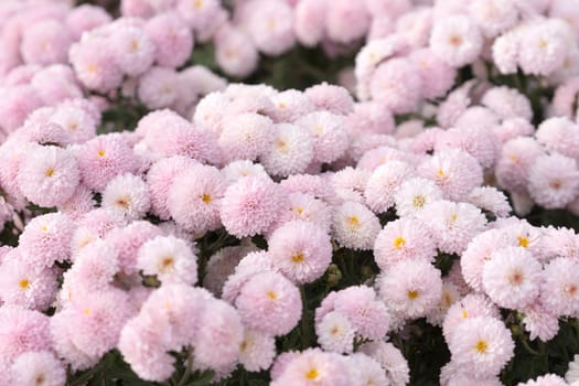 floral background of delicate pink chrysanthemums. For design and networking.
