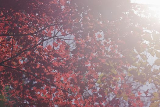 Autumnal ornament, red leaves of maple.