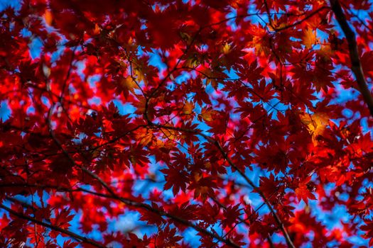 Autumnal ornament, red leaves of maple.
