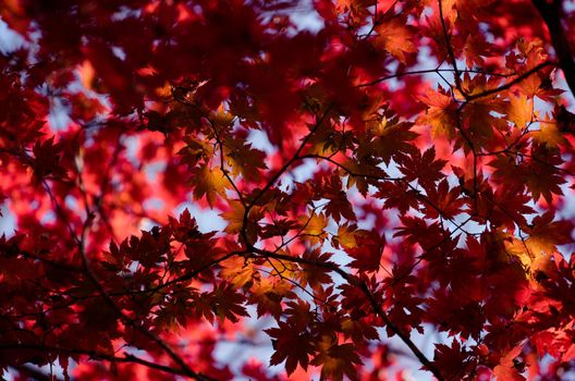 Autumnal ornament, red leaves of maple.