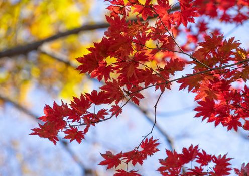 Autumnal ornament, red leaves of maple.