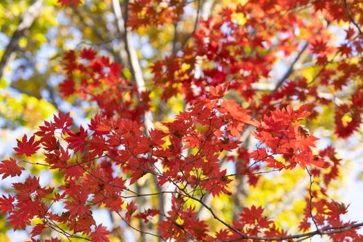 Autumnal ornament, red leaves of maple.