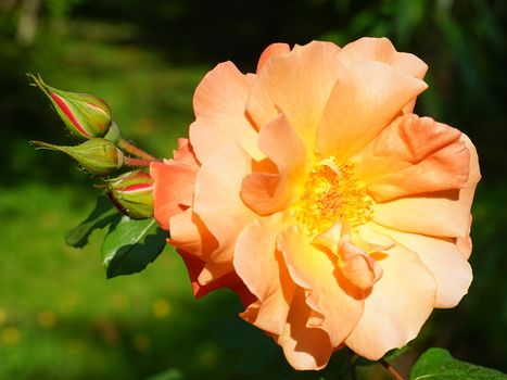 Flower lush orange rose on a blurred green background.