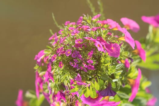 Bright pink flowers on a background of water surface in the sun .