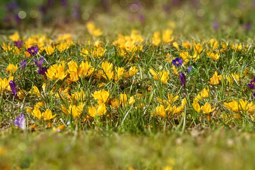 Yellow Ranunculus flourishing on the large meadow