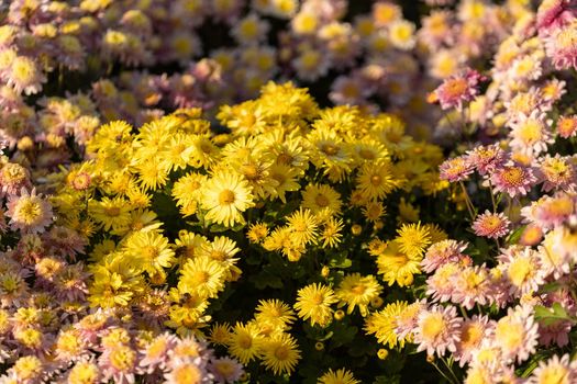 Beautiful natural background of chrysanthemums. Beauty of nature