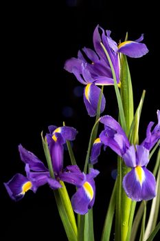 beautiful blooming iris on a black background closeup