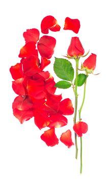 Red rose petals isolated over the white background.