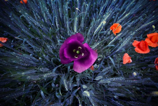 The unlikely colors of poppies in a wheat field