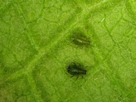 lice on a leaf of a great mullein