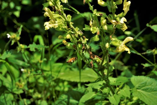 A Bee flying to a blooming Salvia glutinosa plant