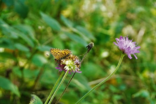 Silver-washed fritillary butterflies spotted on scabiosa blossom