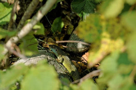 A western green lizard (Lacerta bilineata) hiding in a bush