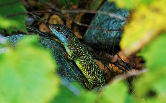 Close-up of a colorful male green lizard spotted in the wilderness hiding in a bush
