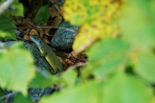 A colorful male green lizard spotted in the wilderness hiding in a bush