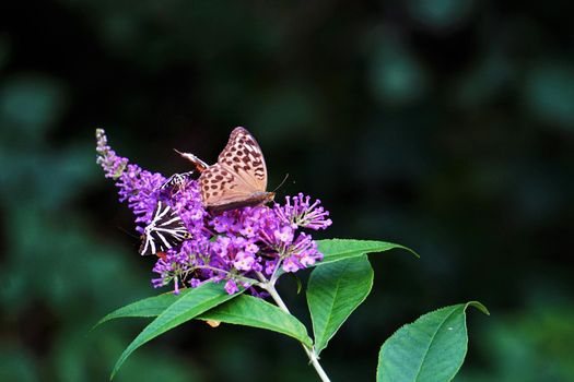 Different kinds of butterflies spotted on a summer lilac blossom