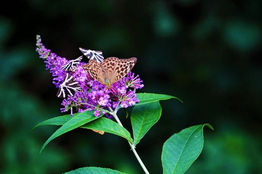 Jersey tiger and Silver-washed fritillary butterflies on the butterfly-bush Buddleja davidii