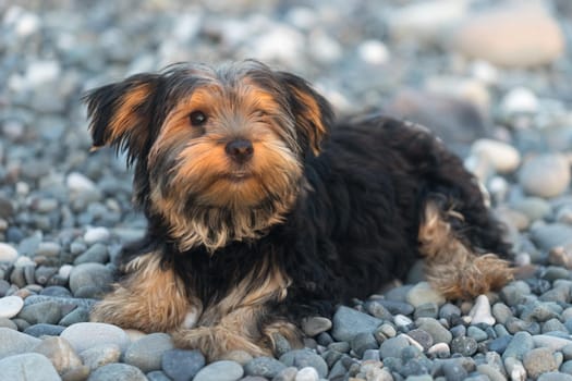Small black and brown Yorkshire Terrier on a background sea pebbles on the beach.