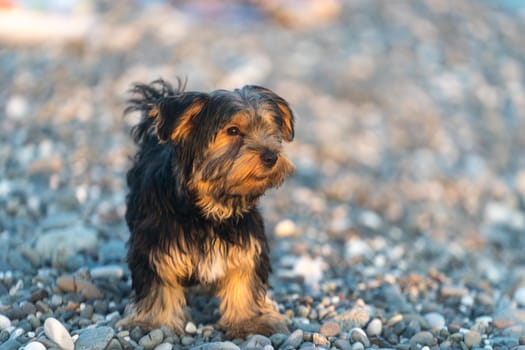 Small black and brown Yorkshire Terrier on a background sea pebbles on the beach.