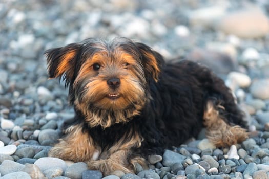 Small black and brown Yorkshire Terrier on a background sea pebbles on the beach.
