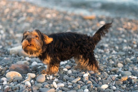 Small black and brown Yorkshire Terrier on a background sea pebbles on the beach.