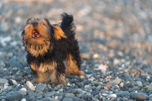 Small black and brown Yorkshire Terrier on a background sea pebbles on the beach.